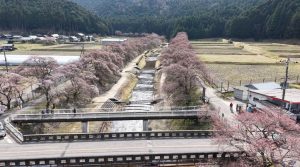sakura1