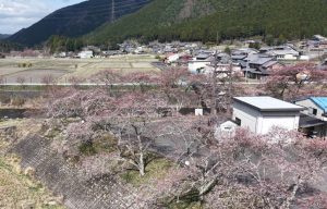 sakura2